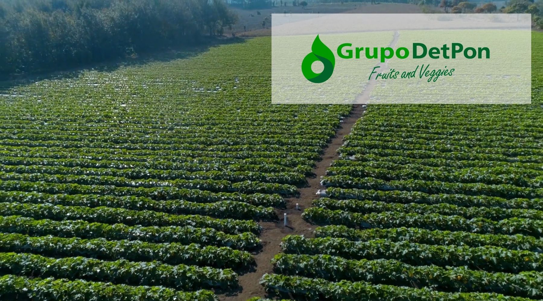 impacto ambiental grupo detpon y sus campos de cultivo